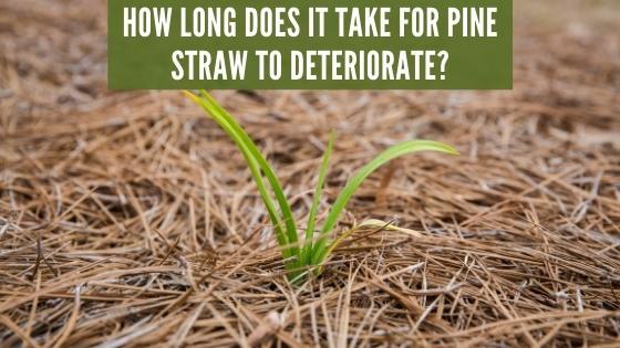 How Long Does It Take for Pine Straw to Deteriorate