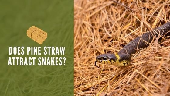 does pine straw attract snakes