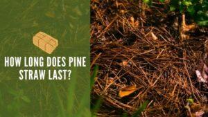 how long does pine straw last