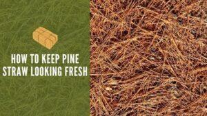 how to keep pine straw looking fresh