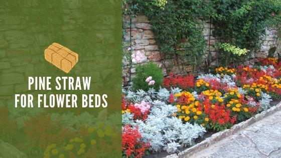 pine straw for flower beds