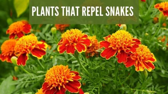 plants that repel snakes