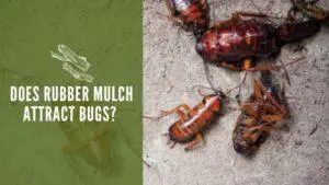 Does Rubber Mulch Attract Bugs