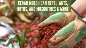cedar mulch can repel insects