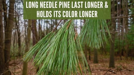 long needle pine last longer