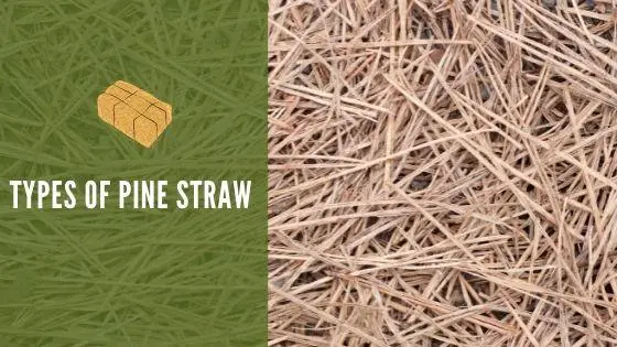 types of pine straw