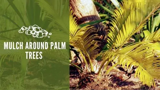 Mulch Around Palm Trees