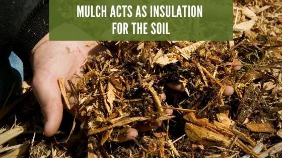 Mulch acts as insulation for the soil