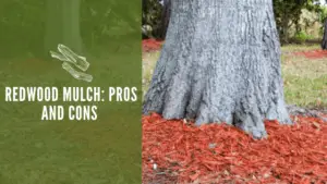 Redwood Mulch Pros and Cons