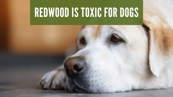 redwood is toxic for dogs